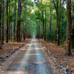 Wildlife Safari Experience at the Best Resort in Jim Corbett